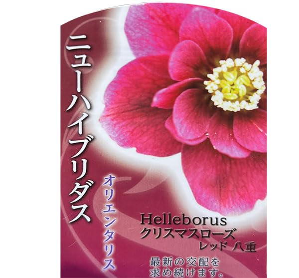 Amazon.co.jp: 高正園さんのクリスマスローズ：ダブル レッド5号ポット